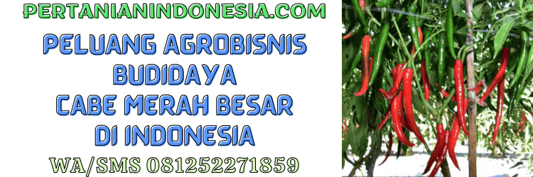 peluang,agrobisnis,budidaya,cabe besar,cabe merah,pertanian indonesia